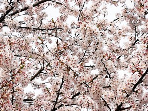 桜（さくら）